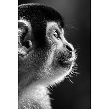 Monkey Canvas Black and White